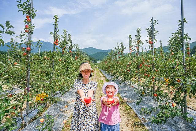 ▲ 10월 말부터 11월 초까지 무풍승지마을에서 사과 따기 체험을 진행한다.
