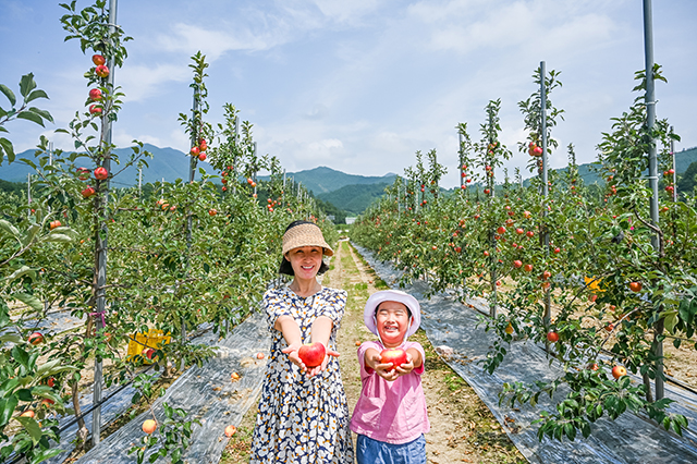 10월 말부터 11월 초까지 무풍승지마을에서 사과 따기 체험을 진행한다. ▲ 10월 말부터 11월 초까지 무풍승지마을에서 사과 따기 체험을 진행한다.