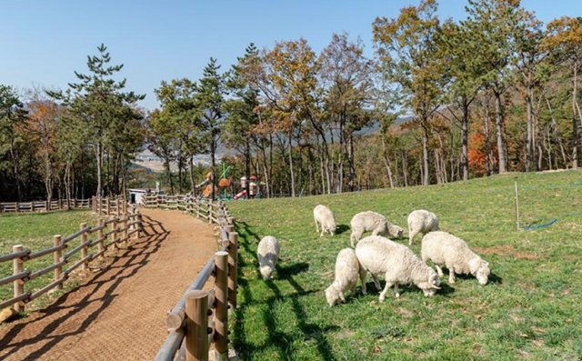 체험이 가능한 양떼목장 ▲ 체험이 가능한 양떼목장