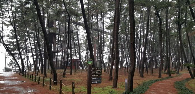 한겨울에도 산책을 즐기기 좋은 장항송림산림욕장 ▲ 한겨울에도 산책을 즐기기 좋은 장항송림산림욕장