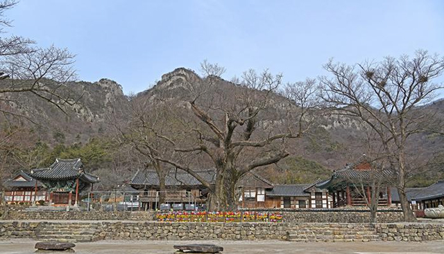 수령 1000년이나 되는 아름드리 느티나무가 있는 내소사 경내 ▲ 수령 1000년이나 되는 아름드리 느티나무가 있는 내소사 경내